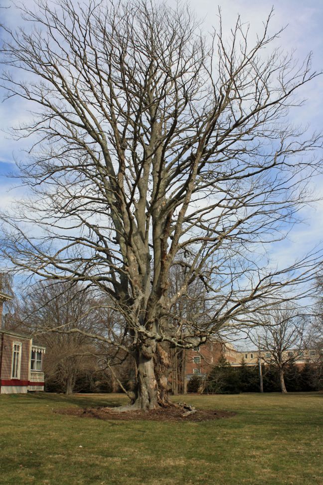 150 YEAR OLD COPPER BEECH