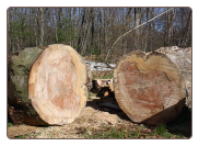 4' Diameter by 15" thick slice 4' Diameter by 15" thick slice