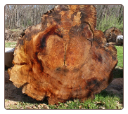 COPPER BEECH LOG BUTT (WET TO SHOW COLOR)